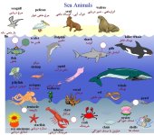 Sea Animals.jpg
