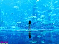 Dubai_aquarium_1.jpg