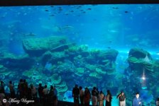 dubai aquarium3.jpg