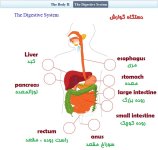 Digestive System.jpg